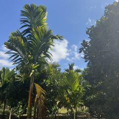 保亭双大野奢温泉酒店·餐厅 User Photo