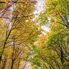 A MUSHROOM User Photo