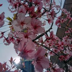 Shioramenarashiya User Photo