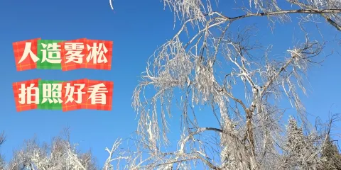 順玉朝鮮屯大片肉