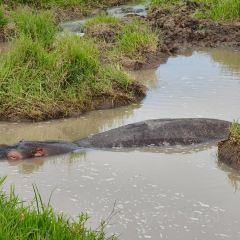 레이크 나이바샤 컨트리 클럽 여행 사진