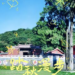 MAN XIANG SHU User Photo