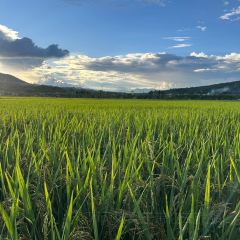 有芬餐館張用戶圖片
