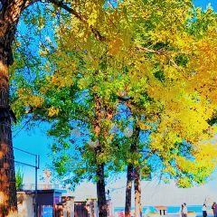 Jinmenzhangjibaozipu (huachangdao) User Photo