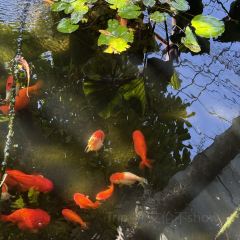 Coffee Next Door User Photo