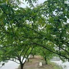 马帮寨院坝火锅(新津店) User Photo