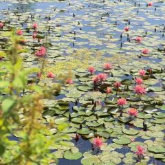 M Stand(麓湖美食岛店) User Photo
