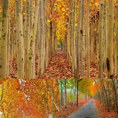 AWU YELLOW RIVER COMMON CARP User Photo
