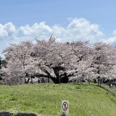 Menchuubo Ajisai Main Branch User Photo