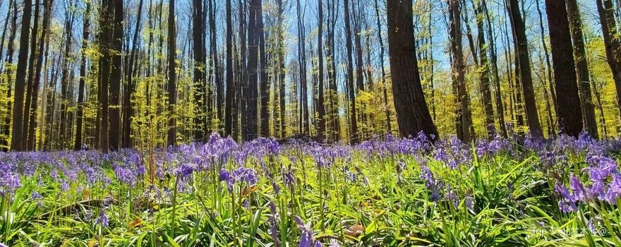 Hallerbos