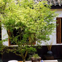 LU ROU DOU HUA User Photo