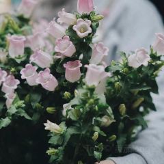 猛虎玫瑰·鲜花西餐厅(长嘉汇江景店) User Photo