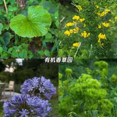 青寂溪谷半山酒店·枫见餐厅 여행 사진