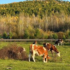 额尔古纳奇乾乡二黑农家院 User Photo