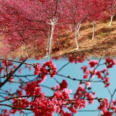 四海烤鸭城 User Photo