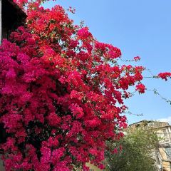 poker face coffee張用戶圖片