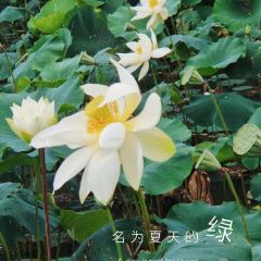 木羊缘 User Photo