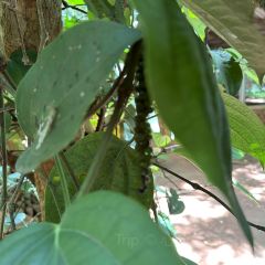 iswara ayurvedic villiage spice garden User Photo