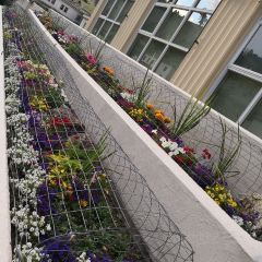 Mammoth Hot Springs Dining Room 여행 사진