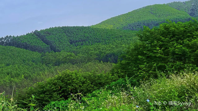 Qipo Forest Farm, Eighth Forest Class