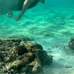 Outback Steakhouse User Photo