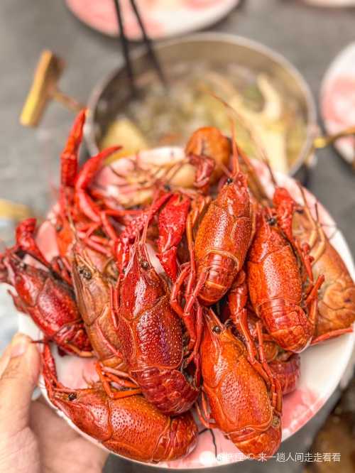 man ge huo hai xian huo guo zi zhu