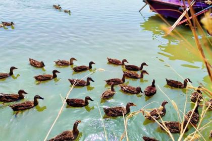 白洋淀望月岛5号院