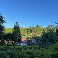 金獎惠明茶（府前西路店）張用戶圖片