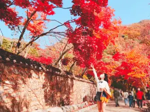 和談林