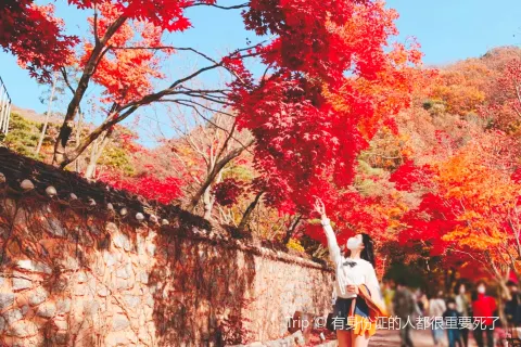 和談の森