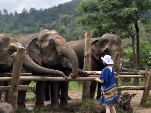 New Elephant Home