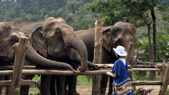 New Elephant Home