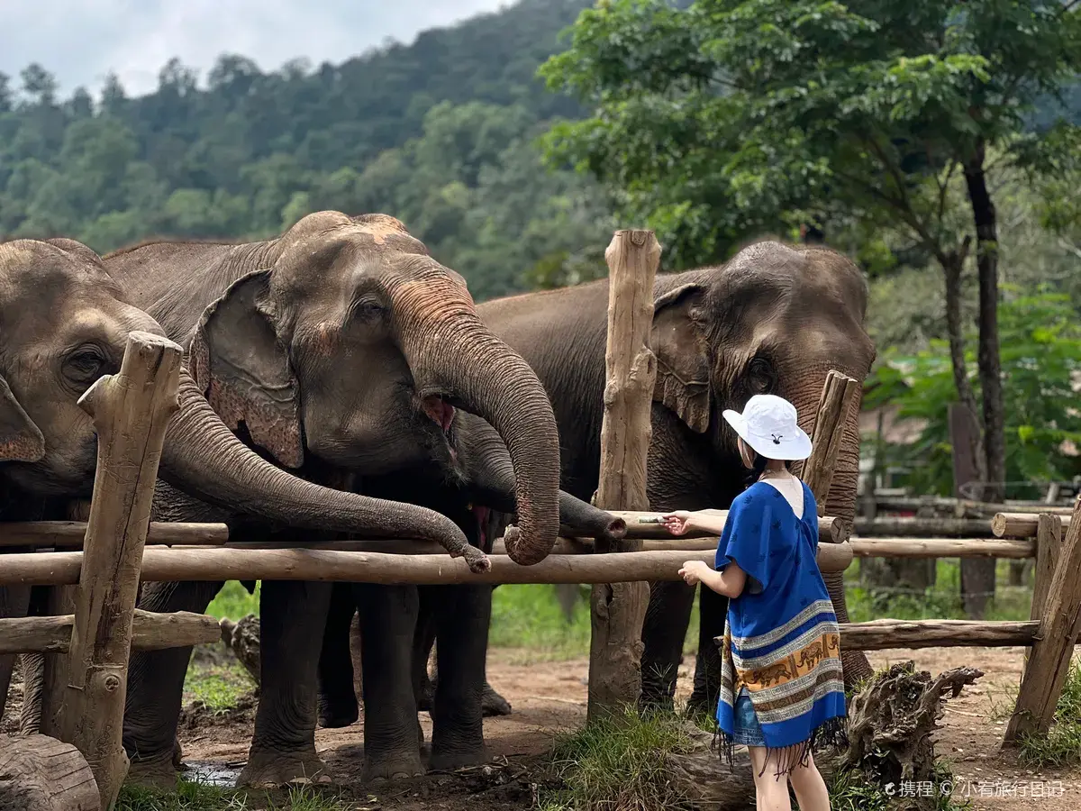 New Elephant Home