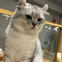 猫乎乎猫咖啡屋(中南城B座店) User Photo