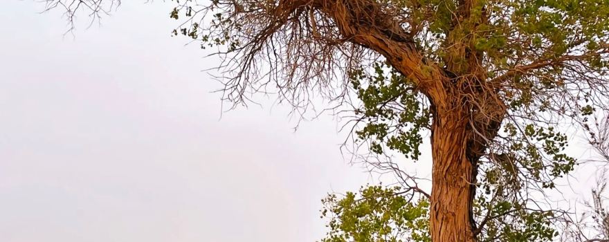 Taklamakan Desert