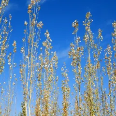 CHANGLUOHOU·BEEF PATTY WITH ALLIUM MONGOLICUM User Photo