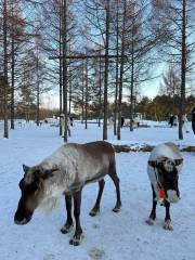 長白山雪絨花馴鹿園