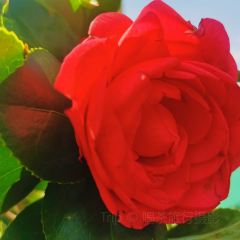 Jiahuabingwu (jinseguangchang) User Photo