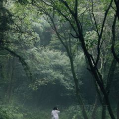 青芷森林·咖啡店 User Photo
