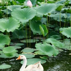 HUAN XIU TU CAI GUAN User Photo