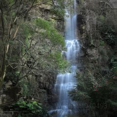 狼山紫琅素面 User Photo