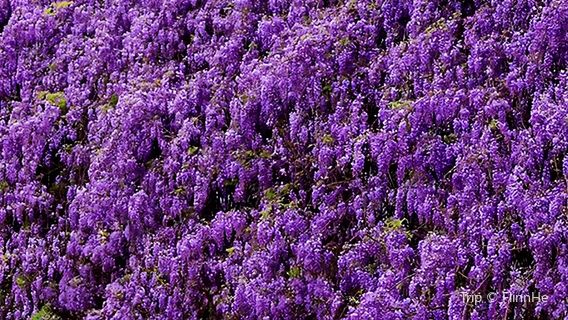 zi yu nong chang ( yuan huan bin miao pu )