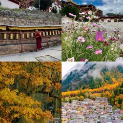 旧院柴火鸡(彭州店) User Photo