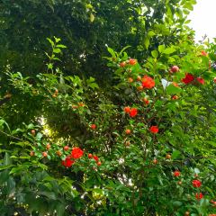 兰溪金熙温泉酒店·墅滋法餐厅 User Photo