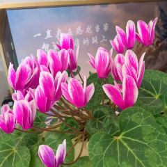 SHI YANG JING TE SE HAN CAN User Photo