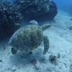 Oleai Beach Bar & Grill User Photo