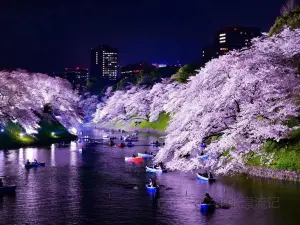 夏井千本桜