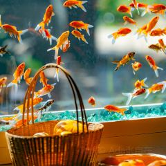 金魚餐廳及酒吧 (Golden Fish Restaurant & Bar)張用戶圖片