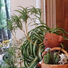 福留咖啡(荷塘路店) User Photo