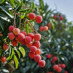 Tong lings han zhuang User Photo